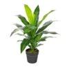 Plante Artificielle Dracaena En Pot Noir, 6,25" × 6,25" × 25,984'' -GAGNON Quincaillerie 7f3b45326ce1acd520997ce717a93159a9b87ea4 10900402 001 6f899269 995b 448a 9fa4 15be070490f1