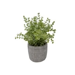 Eucalyptus Pot Ciment