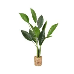 Plante D'intérieur ''oiseau Du Paradis'' 43'' De Haut