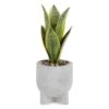 Plante Sansevière En Pot, 4" X 10,5"