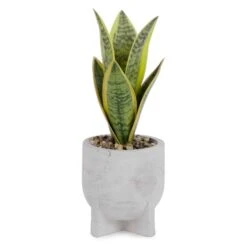 Plante Sansevière En Pot, 4" X 10,5"