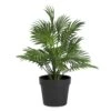 Plante à Feuillage Dans Un Pot Noir, 4" X 12" -GAGNON Quincaillerie e08bc9dba63cf052a5ed874c7f3b12427bfa4a37 93435441 001 2a22fefc 1301 447f 8c3a 5b3816809868