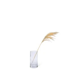 Abbott Herbe De Pampa Naturelle De Taille Moyenne, 36''